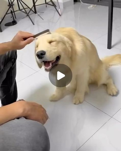 Golden Retriever And Yorkie, Dog Cute Illustration, Animal Videos Cutest, Puppy Videos Cutest, Dog Videos Cutest, Dogs Howling, Happy Dogs Funny, Really Funny Dog Videos, White Retriever