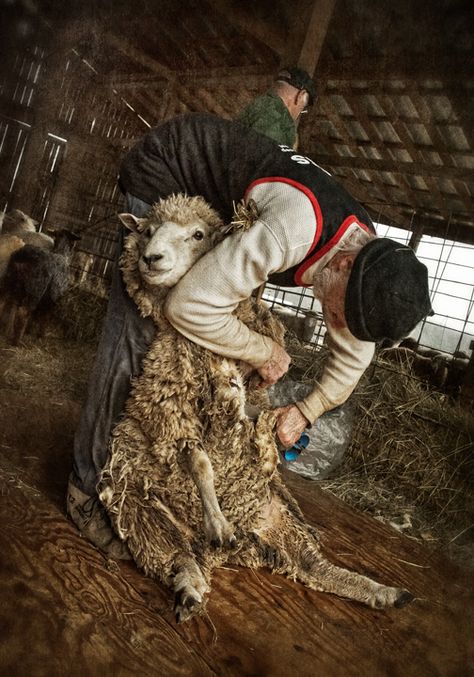 Dan Routh Photography: Shearing Week 2012 at Rising Meadow Sheep In Meadow, Farm Tattoos, Farm Tattoo, I Am The Good Shepherd, Chemical Engineer, I Miss You Dad, Rats And Mice, Goats And Sheep, Sheep Shearing