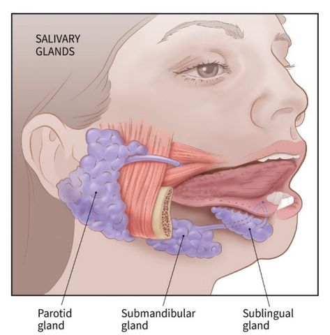 illustration showing the salivary glands: parotid gland, sublingual gland, submandibular gland Salivary Glands Anatomy, Parotid Gland Swelling, Anatomy Of The Neck, Exocrine Gland, Salivary Glands, Parotid Gland, Carotid Artery, Salivary Gland, Medical Anatomy