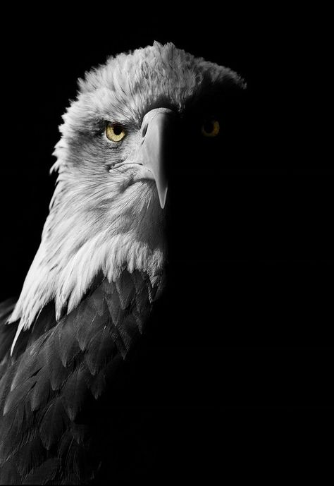 Bald Eagle by Paul Hewitt Photo Egal Photos, Egal Images, Egal Bird Wallpaper, Black Eagle Wallpaper, Iphone Wallpaper Eagle, Zyzz Wallpaper, Smart Meme, Tractor Logo, New Hd Pic