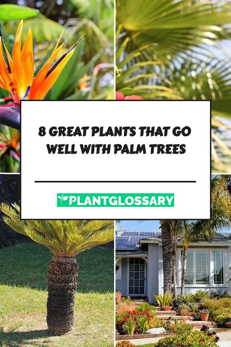 Of course, a garden with palm trees alone may look a little neglected, so check out our recommendations below for some of the best plants that go well with palm trees. Bromeliad Rock Garden Ideas, Palm Tree In Pot Outdoors, Lipstick Palm Landscaping, Sego Palm Landscaping Ideas, Palm Tree Base Landscaping, Landscaping With Banana Trees, Palm Tree Front Yard Landscaping, Small Palm Trees Landscaping, Palm Tree Landscape Ideas