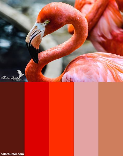 Caribbean+Flamingo+Color+Scheme Flamingo Colour Palette, Flamingo Color Palette, Flamingo Color, Colour Pallets, Palette Design, Color Palette Design, Color Pallets, Colour Palette, Color Scheme