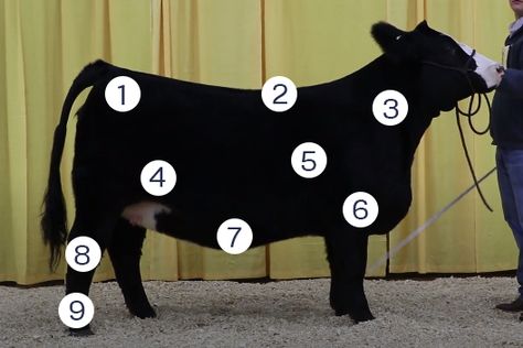 4h Beef Project Ideas, Livestock Judging Tips, Livestock Terminology, Goat Tips, Showing Pigs, Cow Showing, Cattle Showing, Showing Cattle, Raising Livestock