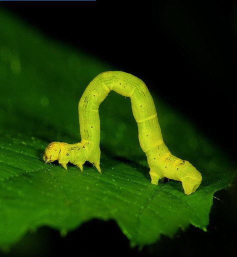 Geometer moth larva [inchworm] by Joe Petersburger / Getty Images Bing Wallpaper, Daily Wallpaper, Grub Worms, Mother Son Tattoos, Types Of Butterflies, Moth Caterpillar, Cool Bugs, All Wallpaper, Cute Reptiles