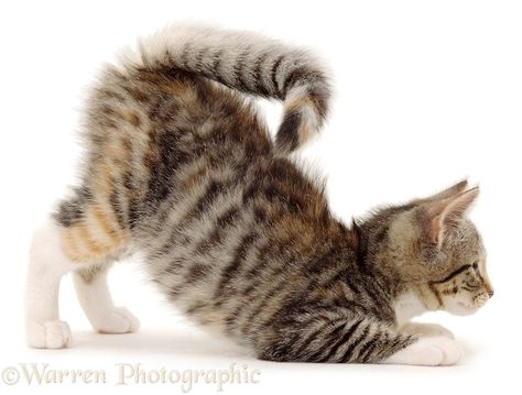 Squirrel-tail kitten pouncing, in a play-bow Cat Anatomy, Kitten Photos, Cat Reference, Tabby Kitten, Warrior Cats Art, Cat Pose, Cat Photography, Warrior Cat, Pretty Cats