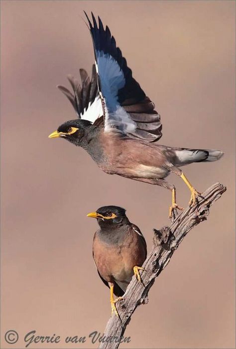 Indian Mynah Birds Common Myna, Green Parrot Bird, Common Birds, Bird Pictures, Exotic Birds, Bird Drawings, Draw On Photos, Painting Wallpaper, Pretty Birds