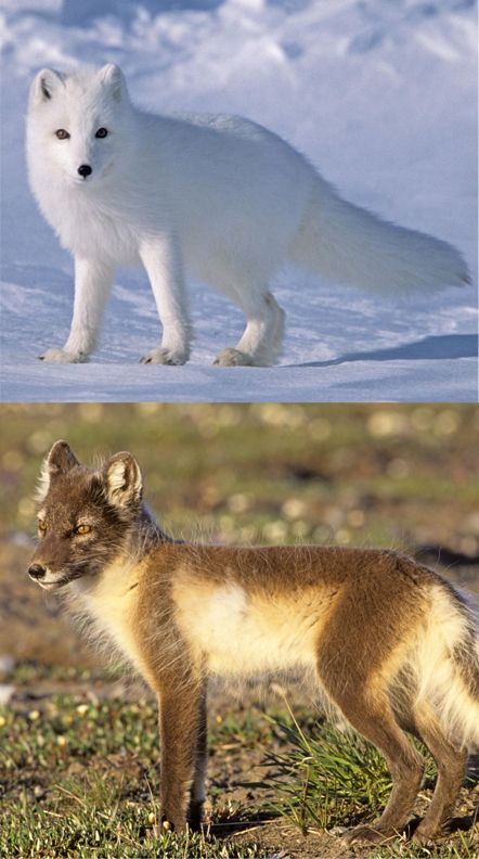 The arctic fox is an incredibly hardy animal that can survive frigid Arctic temperatures as low as –58°F. Arctic foxes live in burrows & in a blizzard may tunnel into the snow to create shelter. They have beautiful white (sometimes blue-gray) coats that act as very effective winter camouflage. When the seasons change, the fox's coat turns as well, adopting a brown or gray appearance that provides cover among the summer tundra's rocks and plants. Average life span in the wild: 3 to 6 years Arctic Fox In Summer, Arctic Fox Summer, Arctic Fox Summer Coat, Arctic Fox Animal, Arctic Dragon, Arctic Fox Art, Fox Species, Arctic Foxes, Winter Camouflage