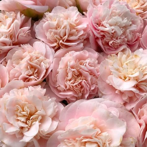 Peonies Aesthetic, Dnd Aesthetic, Pink Aura, Flower Therapy, Flower Ideas, Pink Peonies, Wedding Flower, My Flower, Pink Aesthetic