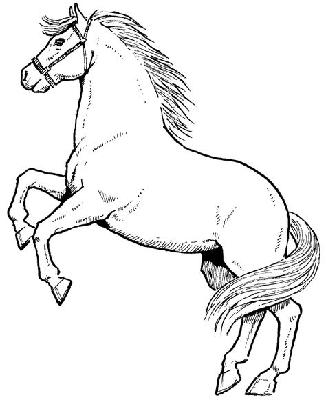 Free Printable Horse Coloring Pages For Kids Horse Coloring Books, Horse Rearing, Free Horses, Horse Coloring Pages, Pokemon Coloring, Horse Drawings, Horse Coloring, Coloring Pages To Print, Free Printable Coloring