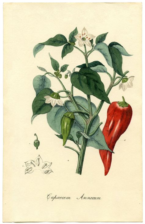 6 Coffee, Tea and Spice Plant Images! - The Graphics Fairy Aesthetic Header, Vegetable Illustration, Garden Illustration, Illustration Botanique, Botanical Illustration Vintage, Plant Images, Graphics Fairy, Vintage Botanical Prints, Plant Drawing