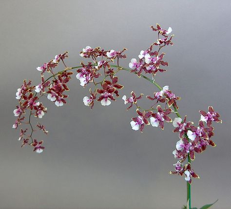 Year Round Flowers, Pink Cymbidium Orchids, Crucifix Orchids, Brown Cymbidium Orchid, Dracula Orchid, Oncidium Orchids, Flower Types, Peach Phalaenopsis Orchid, Sweet Fragrance