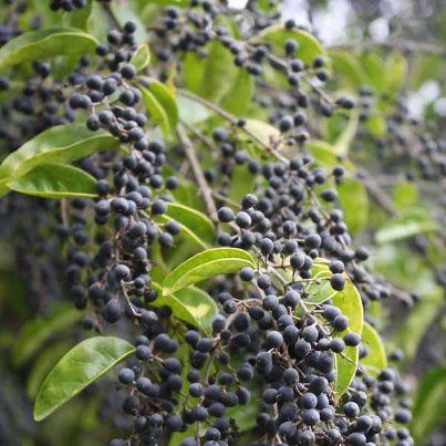 Privett Berries Privet Berry, Purple Spray Paint, Privet Berries, Fresh Wedding Flowers, Hypericum Berries, Wedding Flower Packages, Invasive Plants, Winter Wedding Flowers, Green Texture