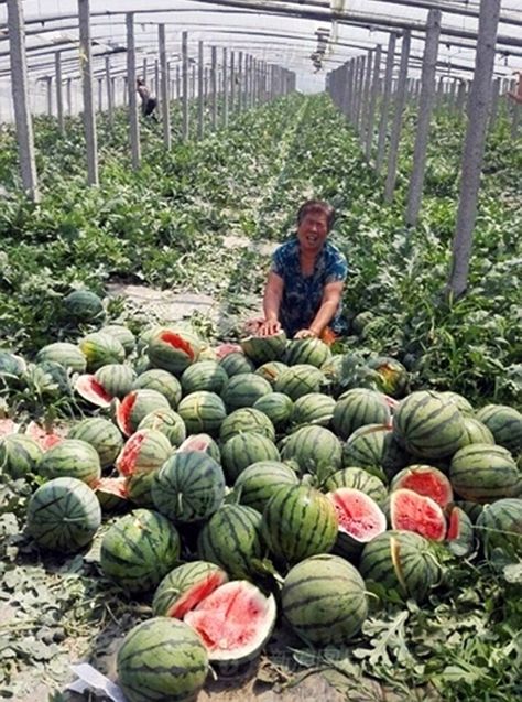 Distraught: Farmer Wang Hanglun's wife (pictured) was left devastated after a rogue Fruit Ninja copycat trespassed on to his farm in the middle of the night and obliterated his crop of 3,500 watermelons Watermelon Farm, Watermelon Vodka Drinks, Watermelon Farming, Watermelon Juice Recipe, Watermelon Sangria, Watermelon Dessert, Fruit Ninja, How To Grow Watermelon, Watermelon Water