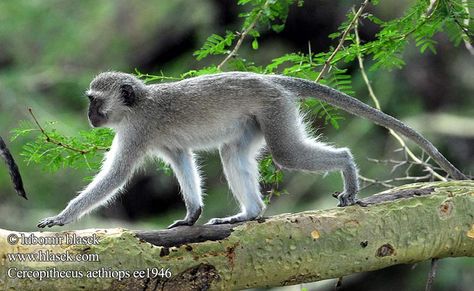 VERVET MONKEY....or simply vervet.... found  in the woodland, savanna and high bush throughout Southern Africa....measure 17 to 24 inches with a 12 to 20 inch tail....weigh 7.5 to 17.5 pounds....good climbers, jumpers and swimmers Monkey Species, Black And White Photography Portraits, Vervet Monkey, Monkey Statue, Digital Painting Techniques, Monkey King, Southern Africa, Primates, Animals Of The World