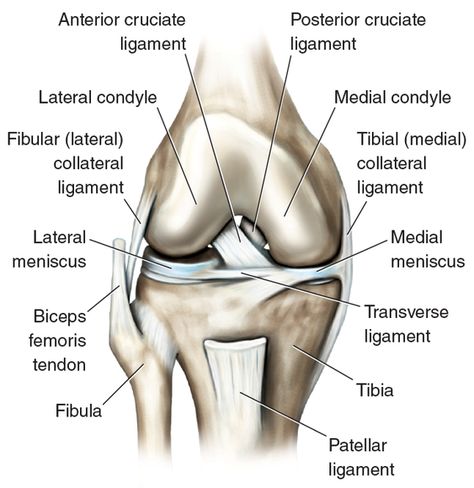 POSTER KNEE JOINT W/ TRANSVERSE LIGAMENT Anatomy Of The Knee, Skeleton System, Joints Anatomy, Human Knee, Knee Bones, Medical Study, Ligaments And Tendons, Reflexology Chart, Muscle Anatomy