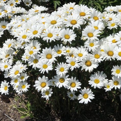 Brick Shed, Perennial Garden Ideas, Proven Winners Perennials, Rose Bed, Shasta Daisy, Beautiful White Flowers, Shasta Daisies, Daisy May, Flowers Unique