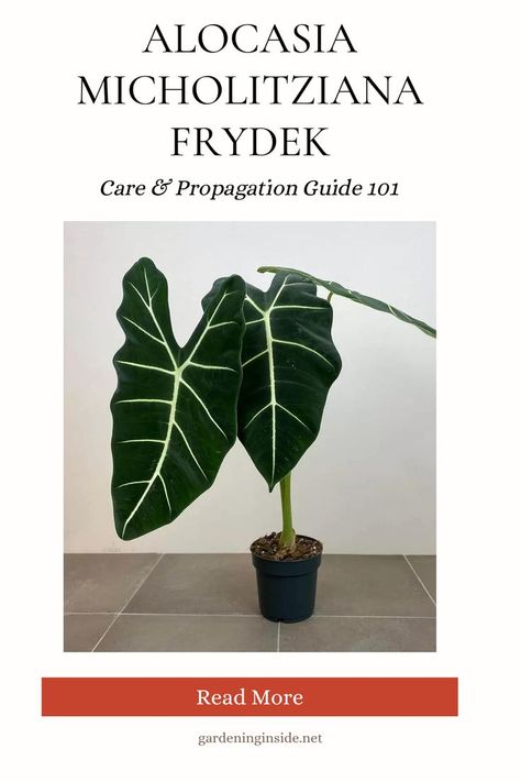 Velvet Alocasia, Types Of Elephants, Elephant Ear Plants, Elephant Ear Plant, Garden Help, Elephant Ears, Little Garden, Green Velvet, Plant Leaves