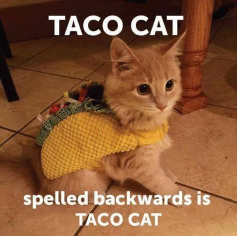 Taco cat spelled backwards is taco cat. Frases Cute, Taco Cat, Cute Love Memes, Spanish Memes, Most Popular Memes, Top Memes, Love Phrases, Wholesome Memes, Love Memes