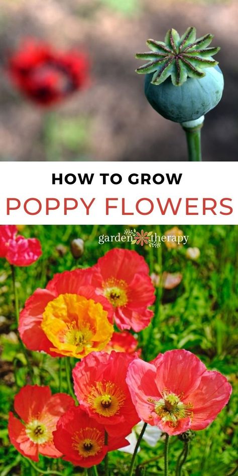 6 Must-Know Poppies + How to Grow these Pretty Poppy Flowers from Seed - Garden Therapy Grow Poppies From Seed, How To Plant Poppy Seeds, When To Plant Poppy Seeds, Poppies In Garden, How To Grow Poppies, Poppy Garden Ideas, Planters Idea, Poppy Flower Garden, Planting Poppy Seeds