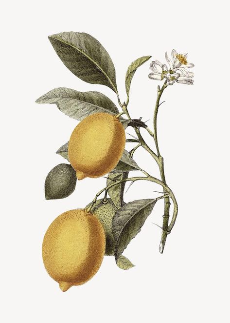 Lemon Botanical Illustration, Elements Of Design Shape, Lemon Illustration, Lemon Drawing, Herbs Illustration, Beer Graphic, Lemon Kitchen, Lemon Fruit, Illustration Botanique