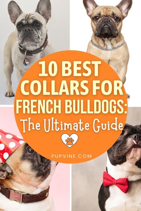 Collars For Frenchies, Cute French Bulldog Names, Frenchie Must Haves, Grey French Bulldog Puppy, Breeding French Bulldogs, French Bulldog Quotes, French Bulldog Information, French Bulldog Care Products, Lilac French Bulldog