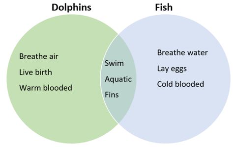 Venn Diagram Examples, Blank Venn Diagram, Venn Diagrams, Diagram Template, Venn Diagram Template, Covalent Bonding, Similarities And Differences, Food Web, 2nd Grade Reading