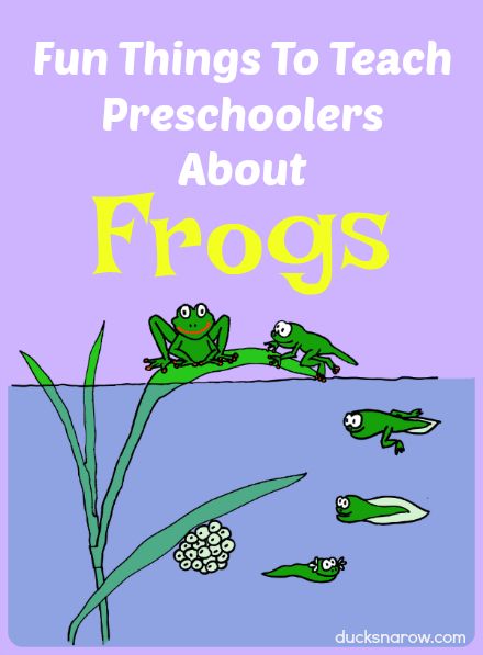 Frog Theme Preschool, Pond Life Theme, Frogs Preschool, Frog Classroom, Frog Facts, Frog Craft, Teaching Preschoolers, Frog Activities, Pond Animals