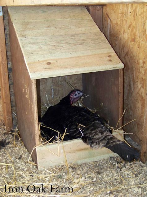 Iron Oak Farm: CC Post: DIY Turkey Nest Box and a GIVEAWAY!!! Turkey Nesting Boxes, Turkey Pens Ideas, Turkey Shelter, Turkey Pen, Turkey Coop, Turkey Roost, Turkey Breeds, Raising Turkeys, Turkey Farm