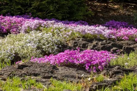 15 Rock Garden Ideas for Your Yard Rock Garden Ideas, Tree Borders, Growing Vines, Compost Tea, Tiered Garden, Low Maintenance Landscaping, Small Waterfall, Landscape Plans, Beautiful Rocks