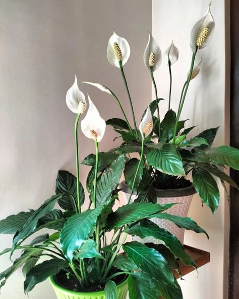 Peace Lillies, Lily Pictures, Peace Lilies, Flower Boy, Peace Lily, Band Design, Indoor Gardening, Flower Boys, The Peace