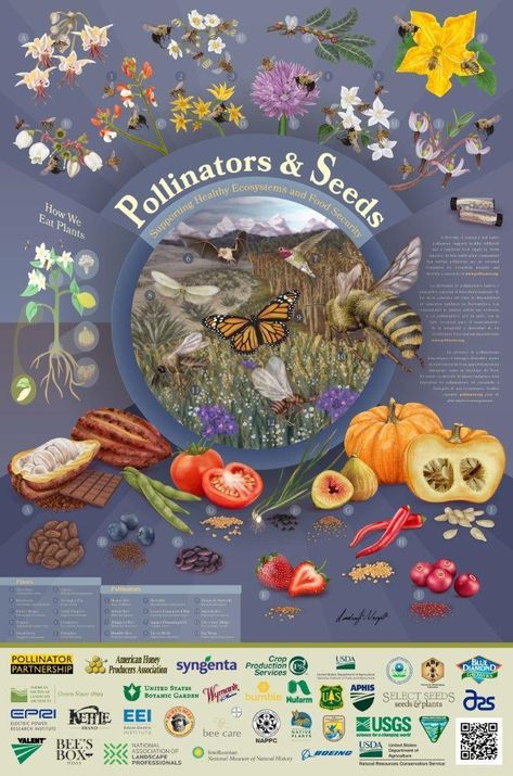 Posters | Pollinator.org - planting guiide for bees Pollinators Poster, Nature Activities For Kids, Birds Feeder, Wild Crafting, Butterflies Illustration, Backyard Habitat, School Websites, All About Butterflies, Butterfly Gardens