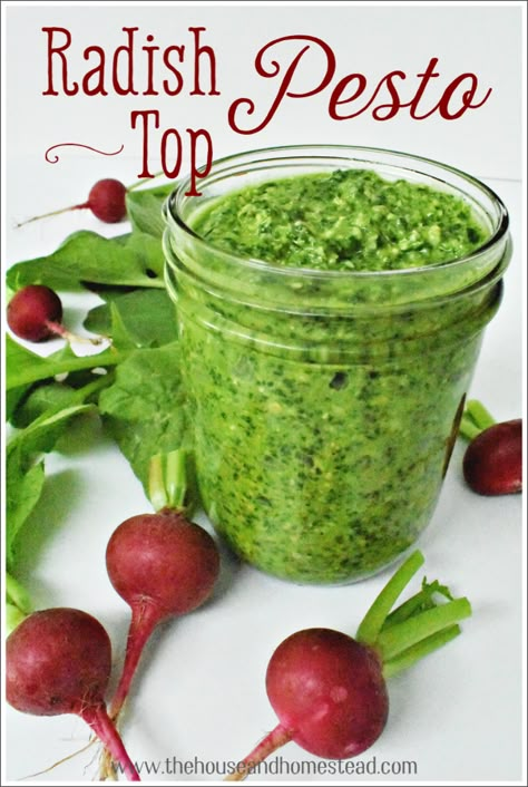 This radish top pesto recipe makes good use of the edible radish greens that often get discarded once they're separated from the root. The end result is a peppery, slightly spicy twist on a classic pesto recipe. A perfect condiment for all your summer snacking! #radishtoppesto #radishgreenspesto #radishgreens #radishtopsrecipes Classic Pesto Recipe, Radish Greens, Pesto Recipes, Radish Recipes, Csa Recipes, Garden To Table, Garden Food, Pesto Recipe, Canning And Preserving