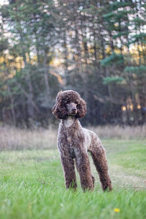 Brown Standard Poodles carry two bb recessive genes. They should be dark pigmented, with a dark amber eye. Many begin to fade between 12 months and 3 years old depending on their fading genes. Standard Poodle Brown, Chocolate Poodle Standard, Brown Standard Poodle, Apartment Pets, Poodle Hairstyles, Apricot Standard Poodle, Standard Poodle Haircuts, Poodle Haircuts, Standard Poodle Puppies