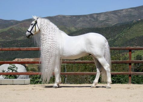 Andalusian Free Rien, Horse Mane, Beautiful Arabian Horses, Andalusian Horse, Most Beautiful Horses, Majestic Horse, All The Pretty Horses, Horse Trailer, White Horses