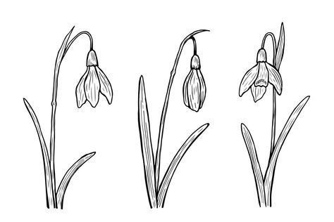 Snowdrop Sketch, Drop Illustration, Snow Drops Flowers, Illustration Line Art, Easy Flower Drawings, Snow Drop, Pencil Drawings Of Flowers, Background Spring, Sketch Icon