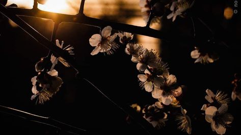 Garden Header, Header Flower, Aesthetic Header, Discord Banner, Wallpaper Ipad, Flower Nature, Flower Therapy, Aesthetic Things, Aesthetic Stuff