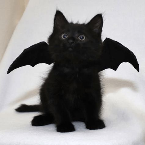 Small Creatures, Cat Halloween Costume, Black Kitten, Cat Costumes, Cat Aesthetic, Pretty Cats, Black Cats, Halloween Cat, Beautiful Cats