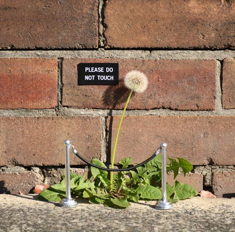 Michael Pederson, Street Art Illusions, Australia Funny, Art Intervention, Colossal Art, Funny Quotes For Teens, Illusion Art, Art Installation, Ringo Starr