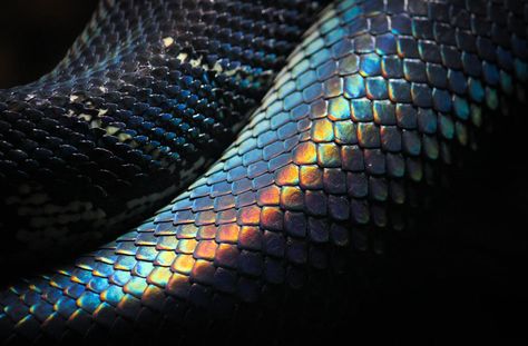 Rainbow Python Snake, Black Scales Aesthetic, Black Scales, Iridescent Snake, Snake Scales, Rainbow Snake, Black Iridescent, Python Snake, Snake Art