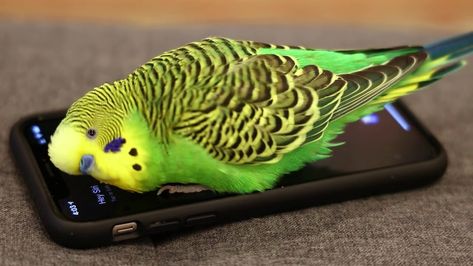 Vocal Parakeet Activates Siri to Ask About Chickens Parakeet Talking, Parakeet Names, Parakeet Colors, Parakeet Bird, Hey Siri, Budgies Bird, Funny Postcards, Pet Paradise, Funny Parrots