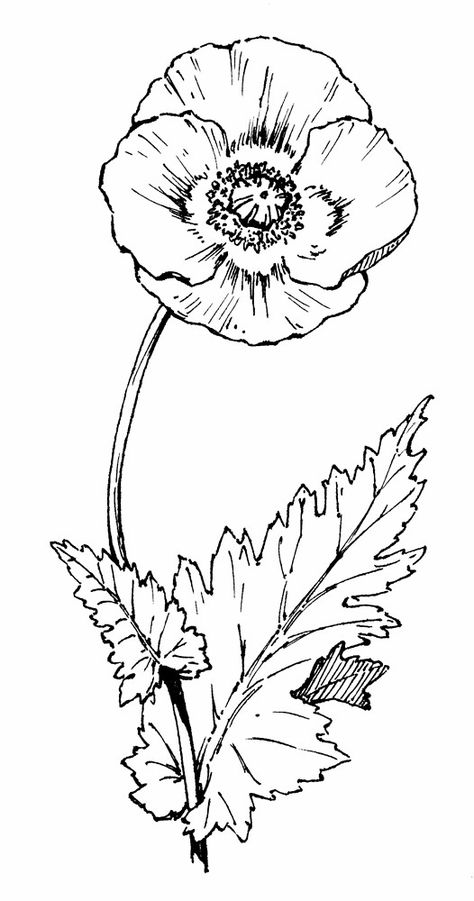 California Poppy Drawing, Flower Outline Tattoo, Poppy Flower Drawing, Seed Illustration, Poppy Coloring Page, Poppy Drawing, Flower Outline, Flower Tattoo Sleeve, Poppy Painting