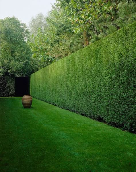 Leylandii Hedge, Garden Hedges, Privacy Landscaping, Garden Screening, Garden Shrubs, Formal Gardens, Easy Garden, The Secret Garden, Shade Garden