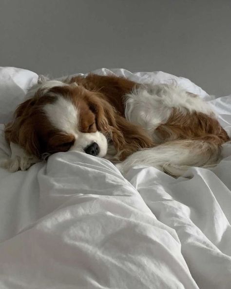 Tattoos Dog, Big Dogs Breeds, Biggest Dog In The World, Biggest Dog, Cute Fluffy Dogs, Cavalier King Charles Dog, Puppies Cute, King Charles Dog, Really Cute Puppies