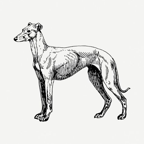 Dog Engraving, Greyhound Sketch, Greyhound Drawing, Greyhound Outline, Greyhound Line Drawing, Vintage Dog Drawing, Dogs Sketch, Greyhound Illustration, Vintage Animal Illustration