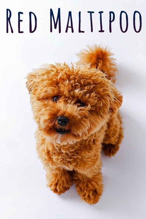 A red Maltipoo will have a warm colored coat that will fall somewhere between apricot and brown. The genes for this coloring come from the Poodle parent rather than the Maltese parent! Red Maltipoo puppies are very popular, so you may have to sign onto a waiting list when you’ve found a reputable breeder. Your puppy’s other traits will depend on their parentage, and whether you have a first generation mix, or a later generation! Are you thinking about bringing a red Maltipoo home? Red Maltipoo, Maltese Poodle Mix, Maltipoo Dog, Hypoallergenic Cats, Maltipoo Puppies, Red Poodles, Maltese Poodle, Maltipoo Puppy, Cream Coat