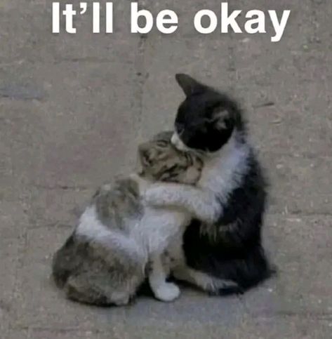 It Will Be Okay, Love Aesthetic, Silly Cats Pictures, Be Okay, Funny Cute Cats, Silly Me, Silly Cats, 귀여운 동물, Pretty Words