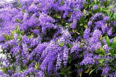 Petra Volubilis - Purple Wreath Flowering Creepers, Petrea Volubilis, Purple Colour Flowers, Creepers Plants, Conservatory Garden, Purple Wreath, The Creeper, Blue Fruits, Purple Colour