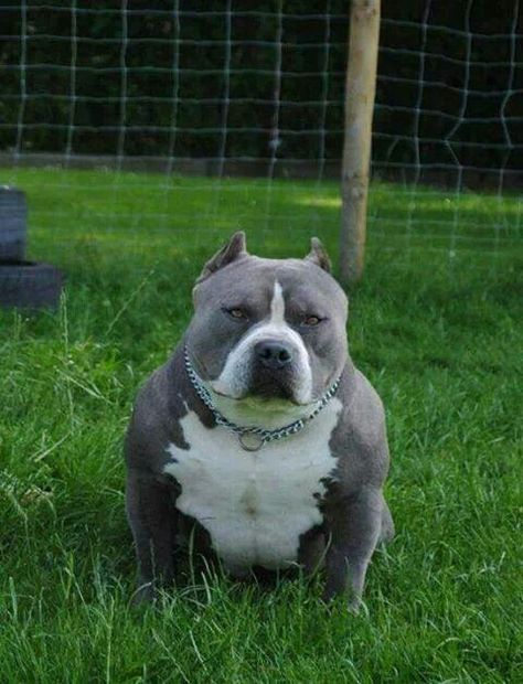 ✨Pinterst @Blessed187✨ American Bullies, Pocket Bully, Bully Dogs, Bully Breed, Staffordshire Terriers, Bully Breeds Dogs, Dogs Stuff, Pitbull Pictures, Dog Picture