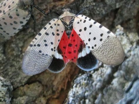 The Spotted Lanternfly Spotted Lanternfly, Lantern Fly, Flying Lantern, Japanese Lantern, Interesting Animals, Beautiful Bugs, Good Photos, Invasive Species, Bad Idea