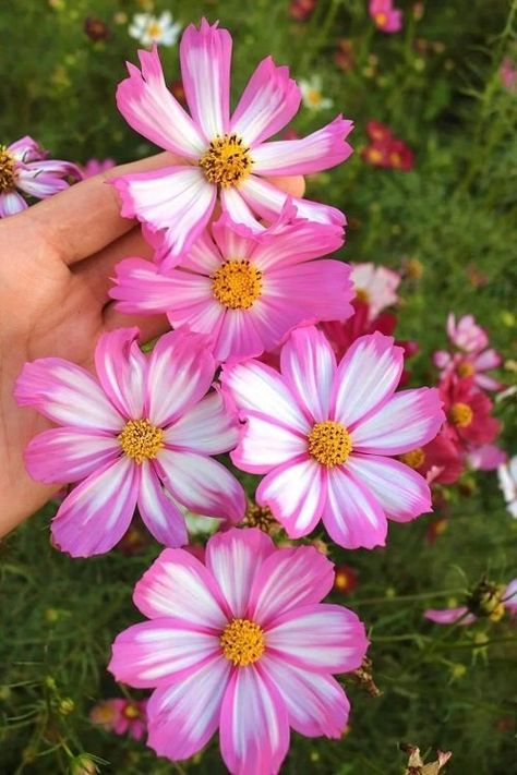 Cosmos Flower Meaning and Why Everyone Should Grow it Cosmos Jewelry, Small House Garden, Companion Planting Vegetables, Herb Containers, Herb Garden Design, Vertical Garden Diy, Birth Flower Tattoos, Cosmos Flowers, Thriving Garden